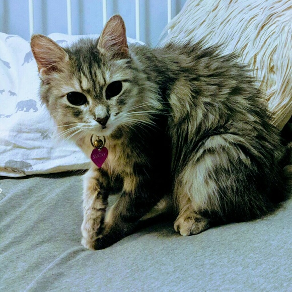 Meet your Posher, Willow - Picture 1 of 1